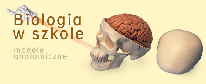 Pomoce dydaktyczne do biologii - anatomia człowieka