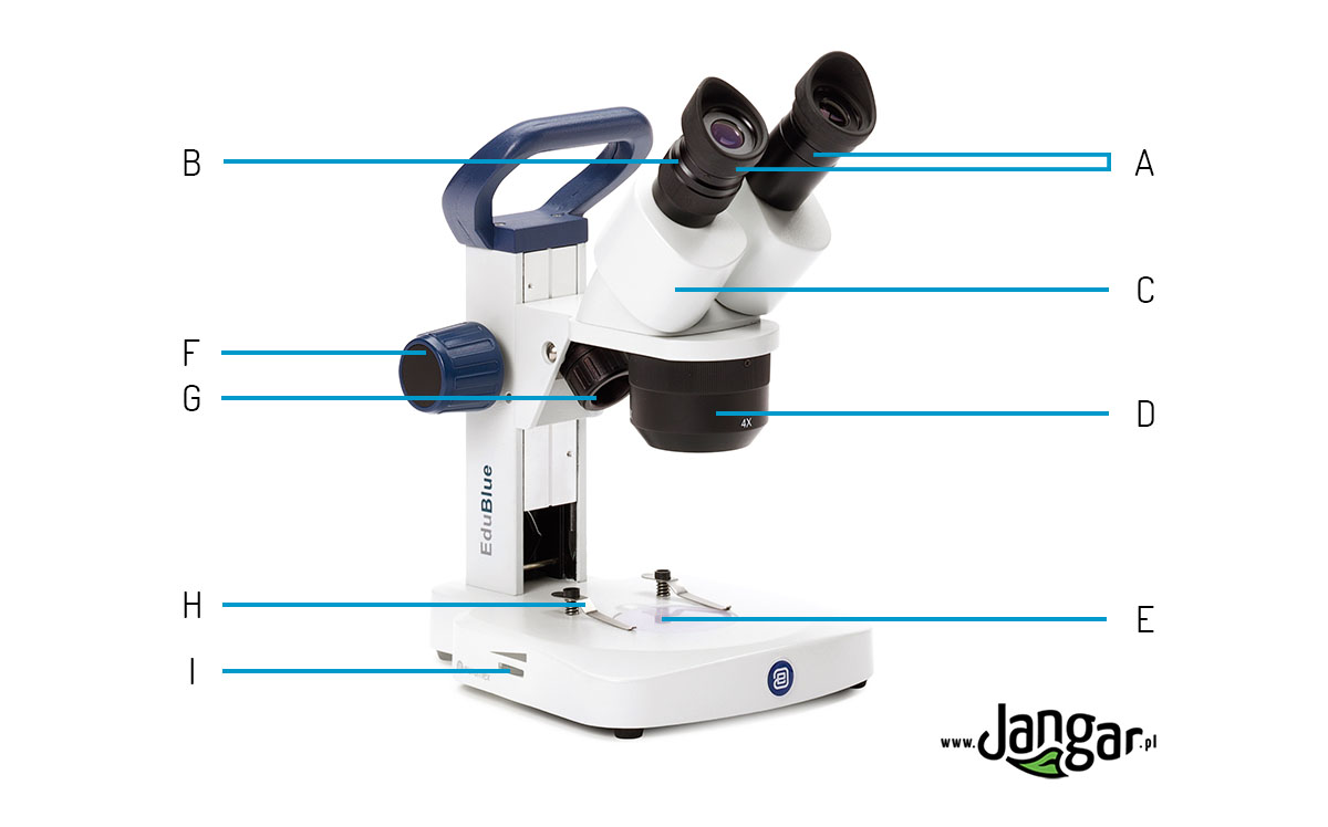 Budowa szkolnego mikroskopu stereoskopowego